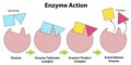 Scheme of enzyme action on a substrate