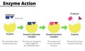 Scheme of enzyme action on a substrate Royalty Free Stock Photo