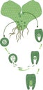 Scheme of fern sexual reproduction. Cycle of fertilisation fusion of gametes and zygote formation