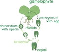 Scheme of fern sexual reproduction. Cycle of fertilisation fusion of gametes and zygote formation with titles Royalty Free Stock Photo