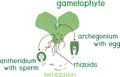 Scheme of fern sexual reproduction.