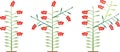 Scheme of formation determinate tomato varieties