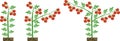 Scheme of formation Dwarf tomato varieties