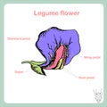 Scheme of Legume flower structure. Learning biology