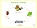 Scheme of the Life cycle a butterfly