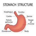 Scheme of medical education in the biology of the stomach. Vector illustration.