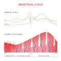 Scheme of the menstrual cycle Royalty Free Stock Photo