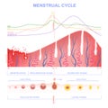 Scheme of the menstrual cycle Royalty Free Stock Photo