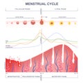 Scheme of the menstrual cycle Royalty Free Stock Photo