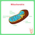 Scheme of Mitochondria structure, hand drawn biology