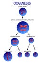 Scheme of ovogenesis