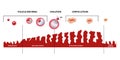 Scheme of ovulation. Female menstrual cycle, phases