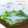 Scheme of the Oxygen cycle, flats design