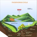 Scheme of the Phosphorus cycle, flats design Royalty Free Stock Photo