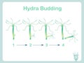 Scheme of the Phosphorus cycle, flats design