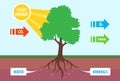 scheme of photosynthesis of a tree. conversion of carbon dioxide to oxygen.