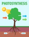 Scheme of photosynthesis of a tree