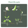 Scheme of plant life cycle. Learning biology