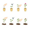 Plant seedling icon set in open and protected ground