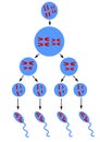 Scheme of spermatogenesis Royalty Free Stock Photo