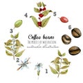 Scheme in watercolor of process of coffee beans maturation