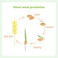 Scheme of Wheat seed germination. Learning biology