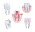 Schemes of healthy tooth anatomy in a cross section and cavity