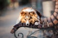 Cute Dog outdoor. Pet photo. Dog outdoor Royalty Free Stock Photo