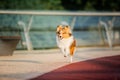 Schetland Sheep Dog Dog outdoor. Pet photo. Dog outdoor Royalty Free Stock Photo