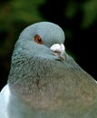 Schietti Pigeon, Portrait Royalty Free Stock Photo