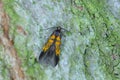 Schiffermuelleria schaefferella. A small, colorful butterfly, a moth of the family Oecophoridae.