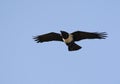 Schildraaf, Pied Crow, Corvus albus Royalty Free Stock Photo