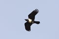Schildraaf, Pied Crow, Corvus albus Royalty Free Stock Photo