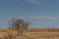 schilf mit baum in der seelandschaft