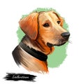 Schillerstovare dog portrait isolated on white. Digital art illustration of hand drawn web, t-shirt print and puppy cover design.