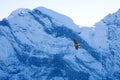 Schilthorn Hawk