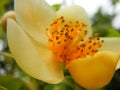 Schima sp. yellowish petaled flower macro shot closeup