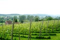 Grape yard on the hill of South Limburg Royalty Free Stock Photo