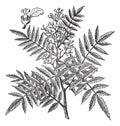 Schine soft Schinus molle, vintage engraving