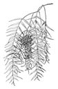 Schinus Foliage vintage illustration