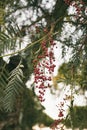 Schinus molle. California pepper tree. Peruvian pepper tree texture and background. Royalty Free Stock Photo