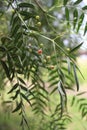 Schinus Molle California Pepper Tree Royalty Free Stock Photo