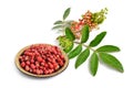 Schinus terebinthifolia or Brazilian peppertree, aroeira or rose pepper, broadleaved pepper tree, wilelaiki or wililaiki,