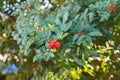 Schinus terebinthifolius, Brazilian pepper, aroeira, rose pepper Royalty Free Stock Photo