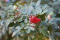 Schinus terebinthifolius, Brazilian pepper, aroeira, rose pepper Royalty Free Stock Photo