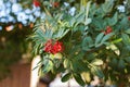 Schinus terebinthifolius, Brazilian pepper, aroeira, rose pepper Royalty Free Stock Photo