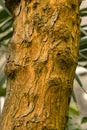 Schinus. Trunk of a pepper tree close-up