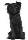 Schipperke, 3 years old, sitting Royalty Free Stock Photo