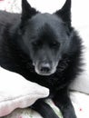 Old Schipperke dog relaxed with eyes closed. Royalty Free Stock Photo