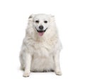 Schipperke, sitting in front of white background Royalty Free Stock Photo